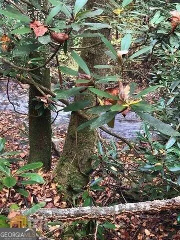 a bird view of red tree