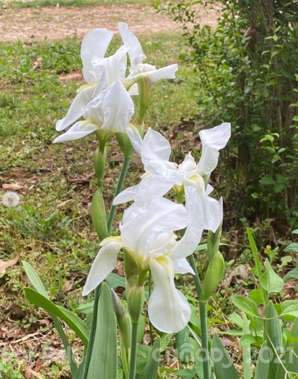 1075 Shue Road China Grove, NC 28023 - Photo 14 of 48 Gallery Image 14