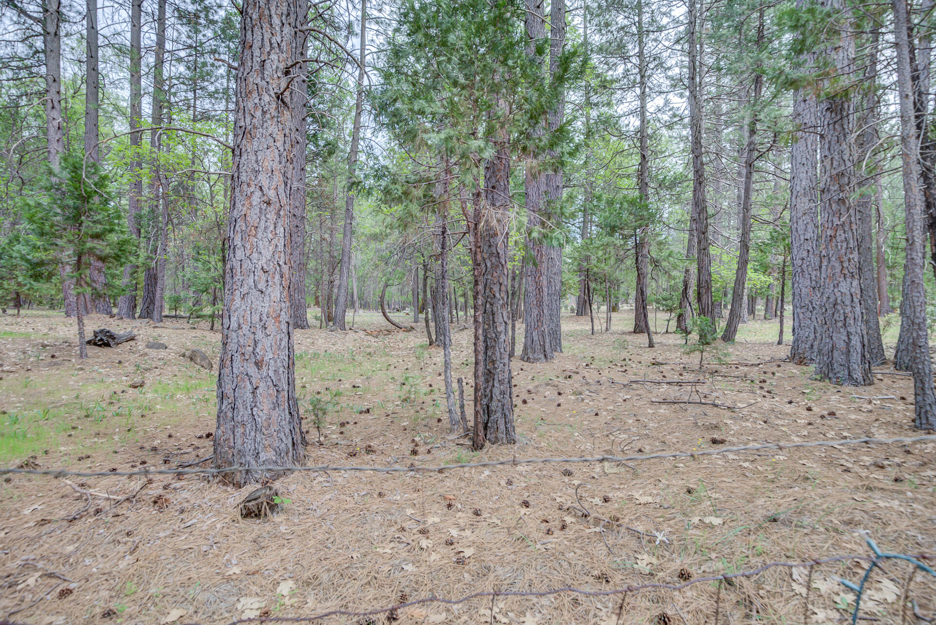 30292 Whitmore Road Whitmore, CA 96096 - Photo 51 of 53 Whitmore-63