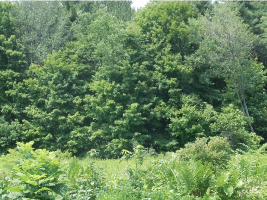 138 Island Pond Road Derry, NH 03038 - Photo 4 of 5