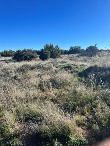 a view of a dry yard with trees