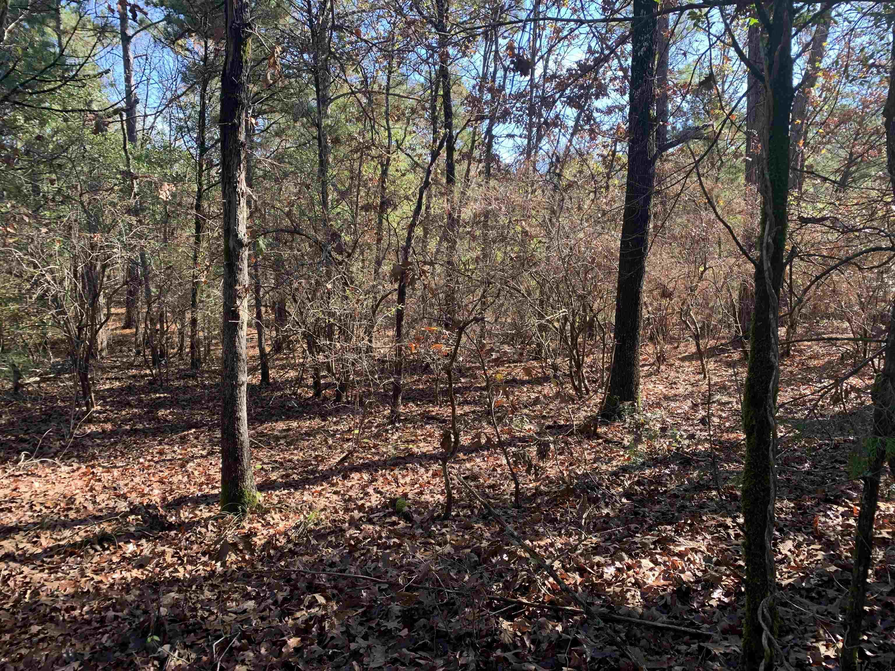 905 West Cayuga Drive Athens, TX 75751 - Photo 11 of 11 a view of a forest with trees