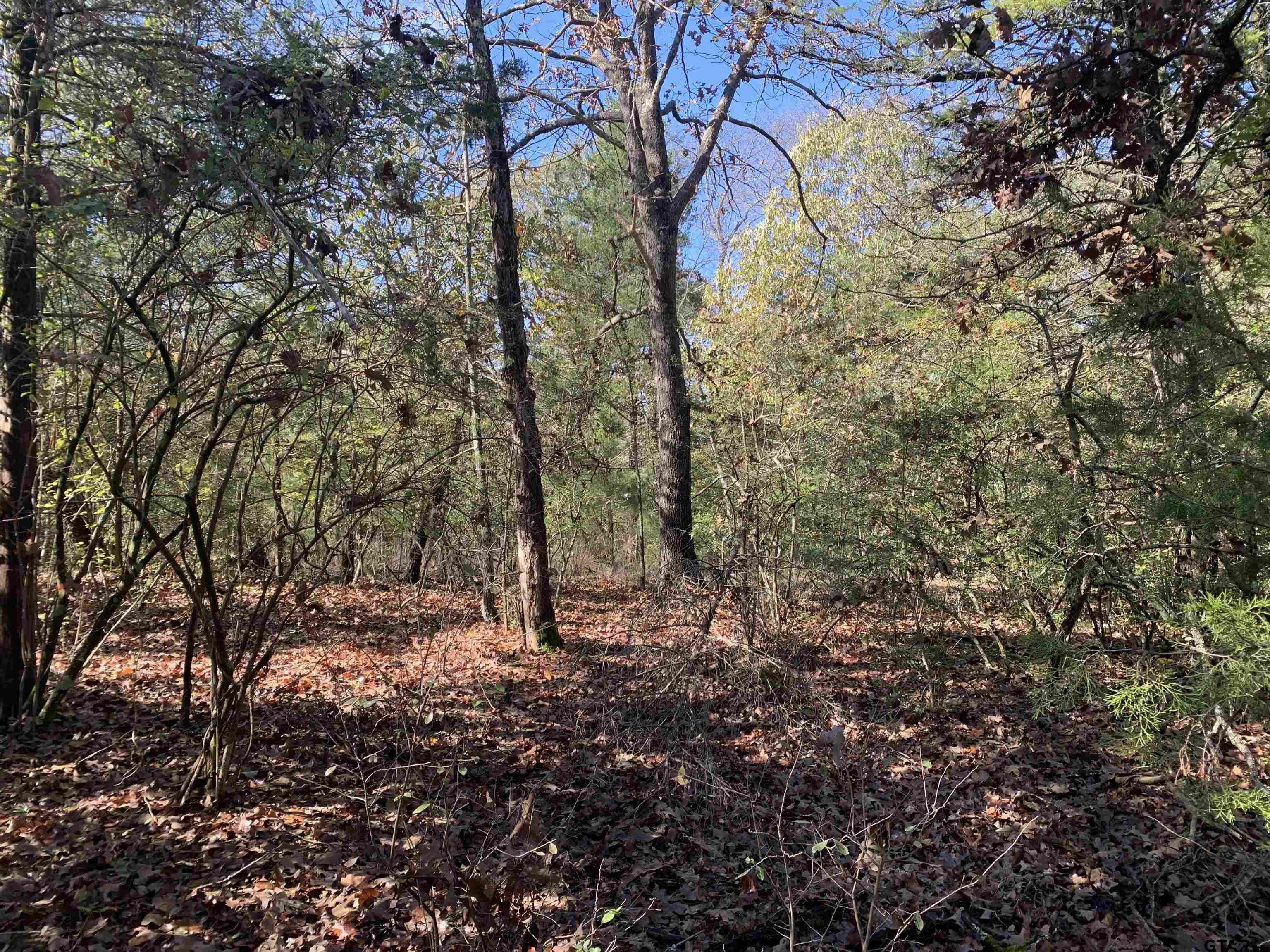 905 West Cayuga Drive Athens, TX 75751 - Photo 5 of 11 a backyard of a house with lots of trees