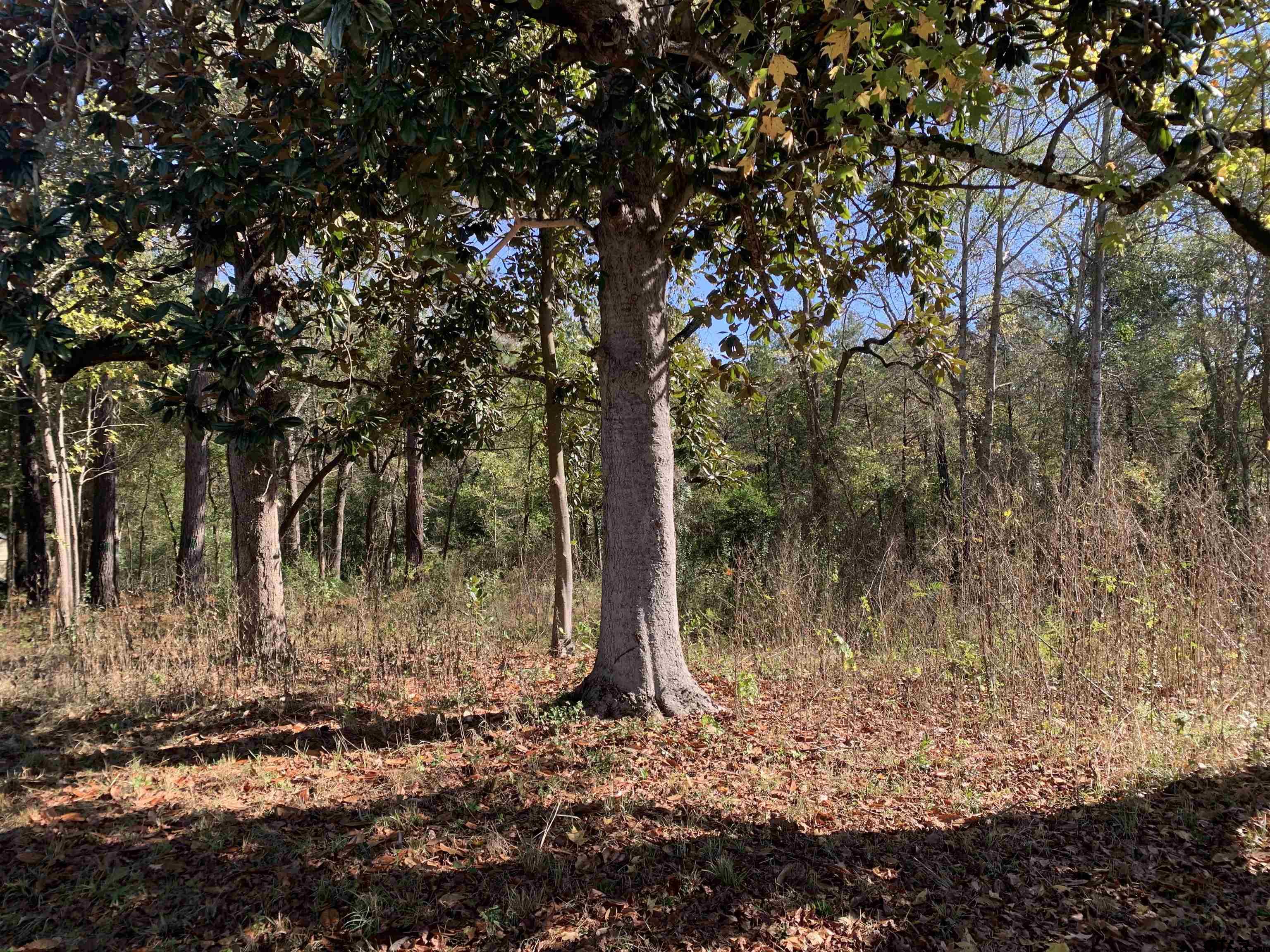 905 West Cayuga Drive Athens, TX 75751 - Photo 7 of 11 a view of backyard space