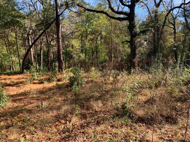 a view of a yard with plants and trees