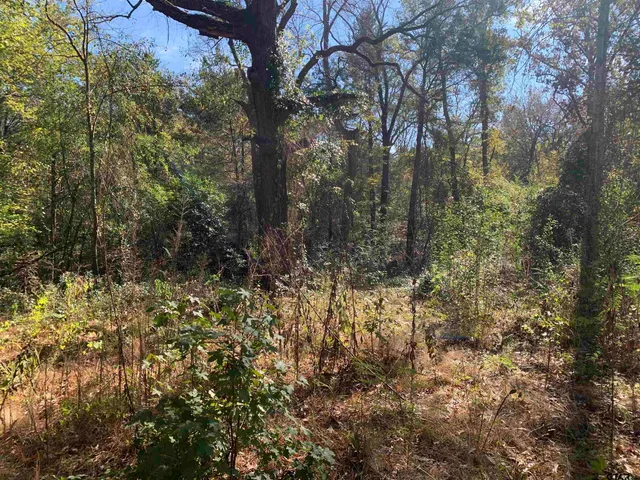 a view of a yard with plants and trees