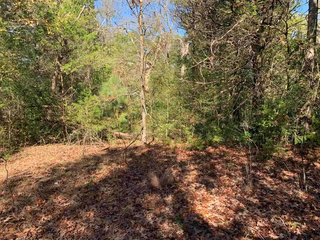 a view of a forest with trees