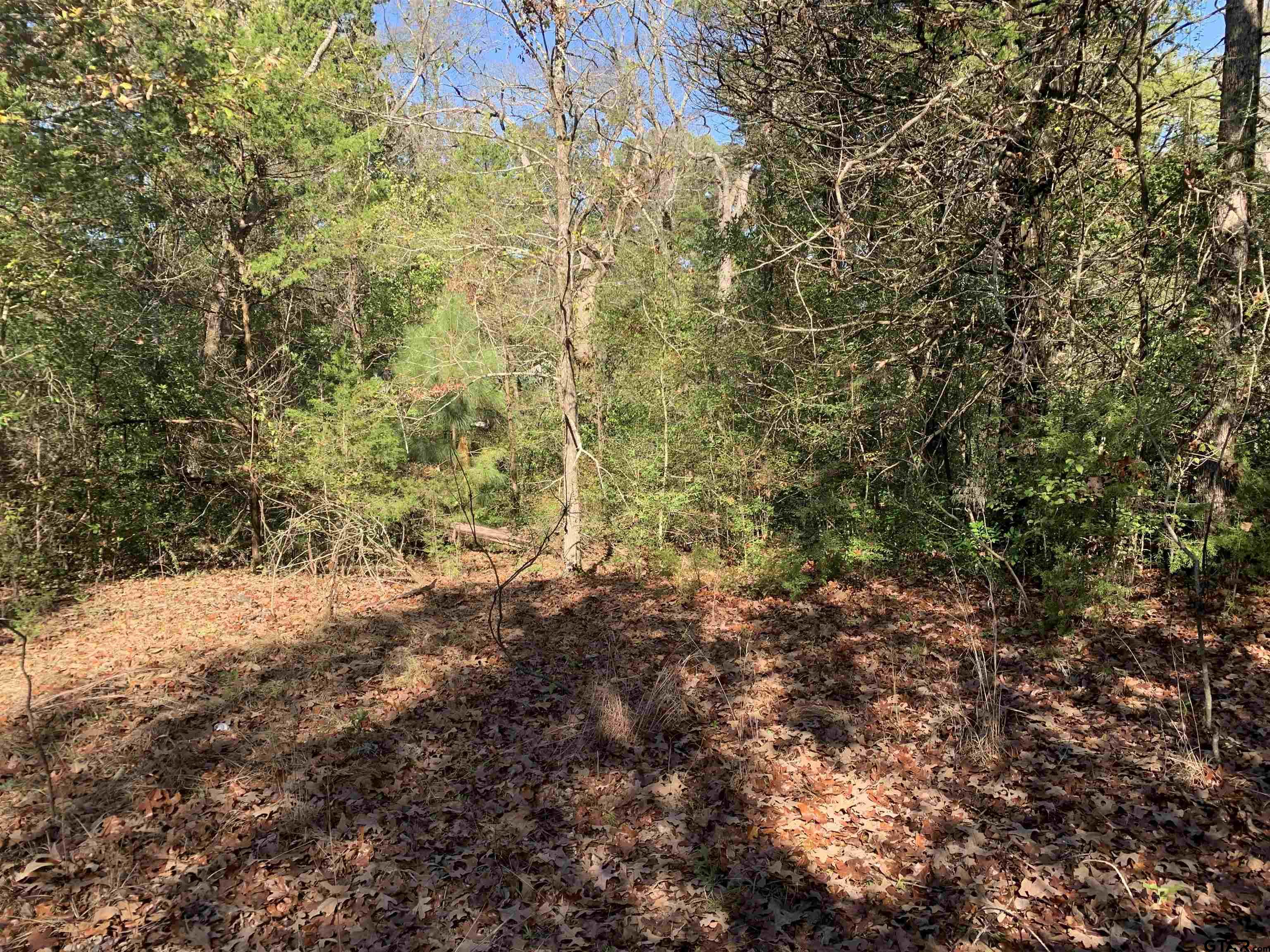 905 West Cayuga Drive Athens, TX 75751 - Photo 10 of 11 a view of a yard with plants and trees