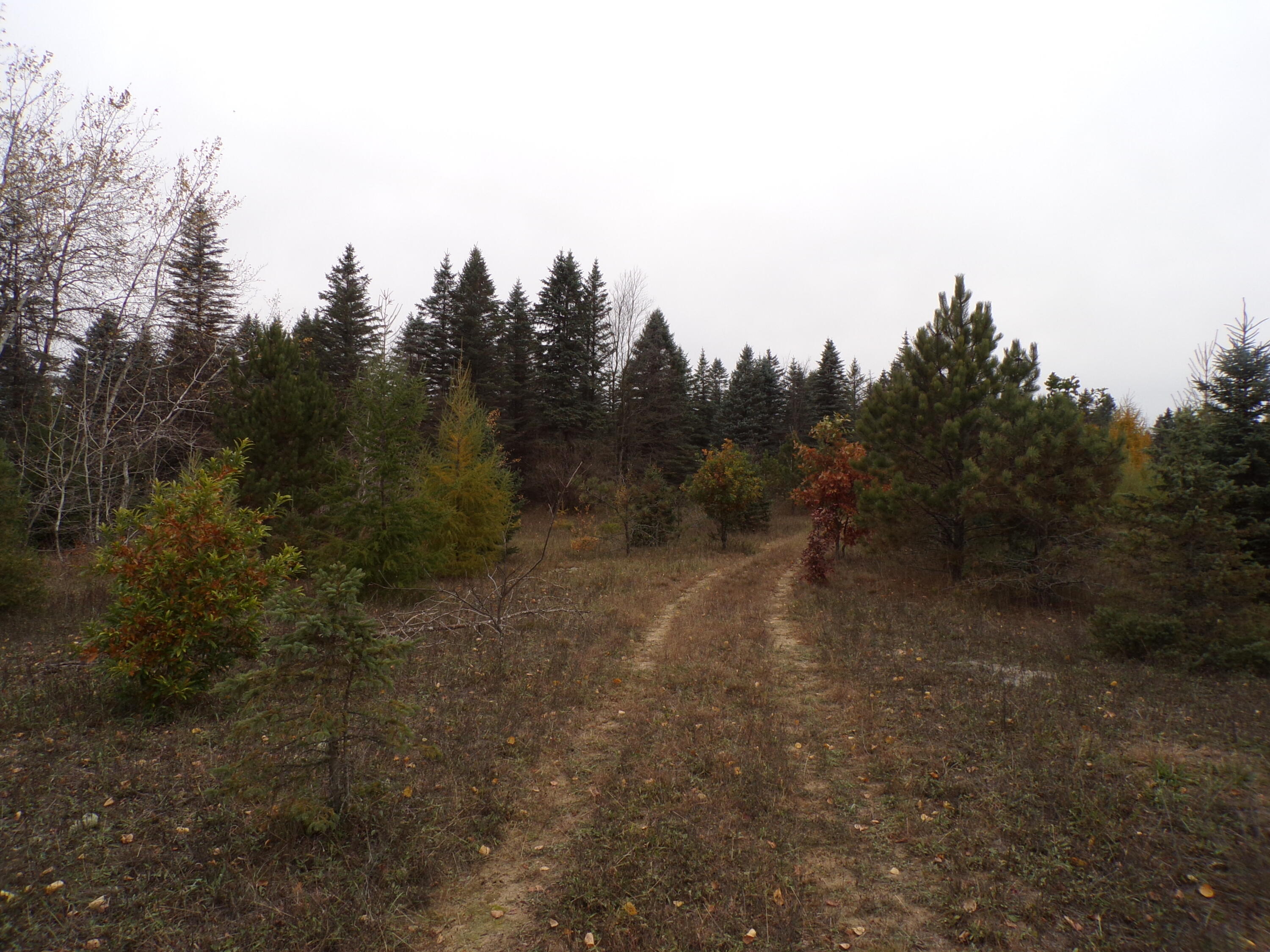 14355 Mallard Road Thompsonville, MI 49683 - Photo 1 of 14 two track running west to east