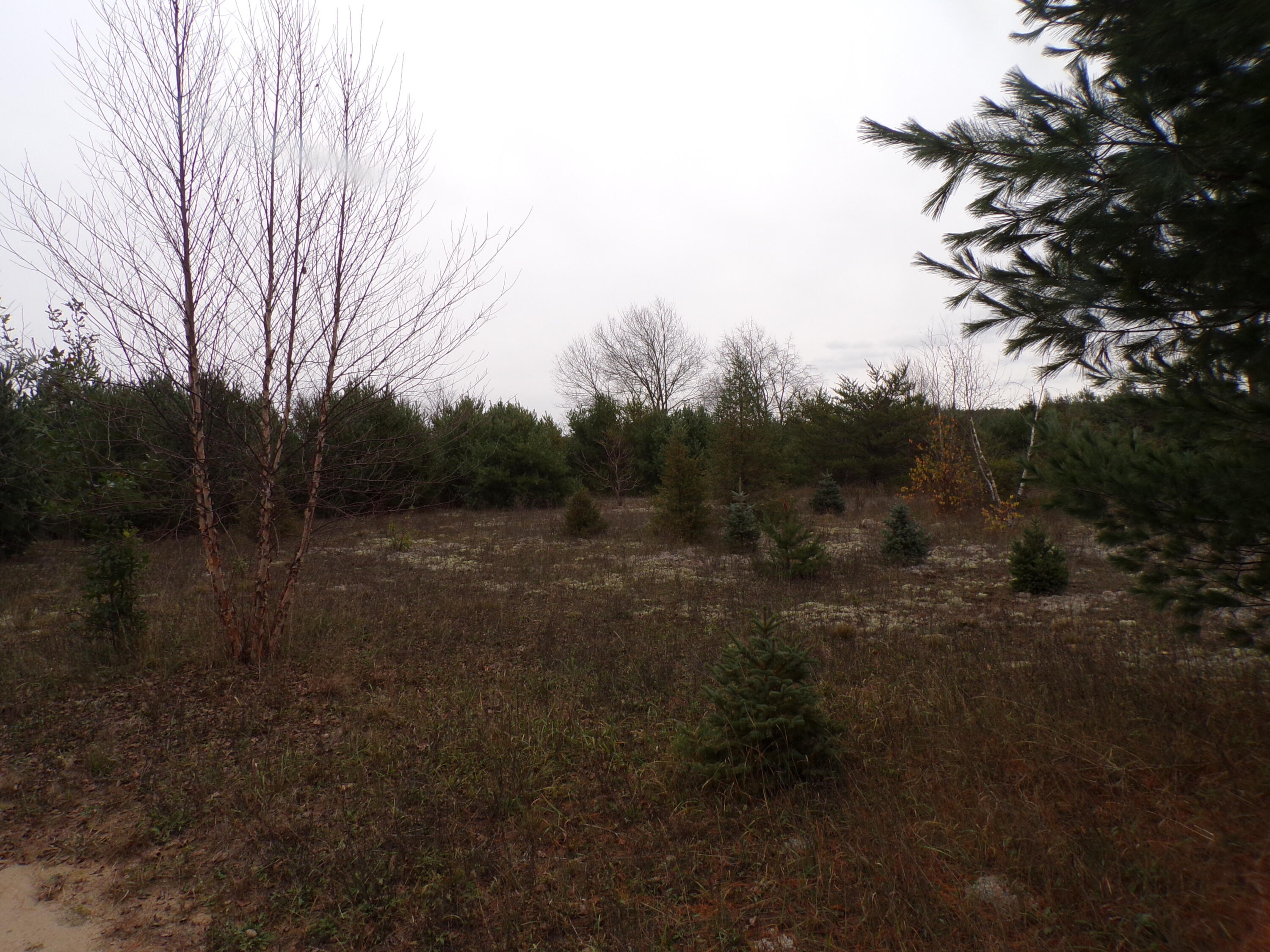 14355 Mallard Road Thompsonville, MI 49683 - Photo 11 of 14 another great building site