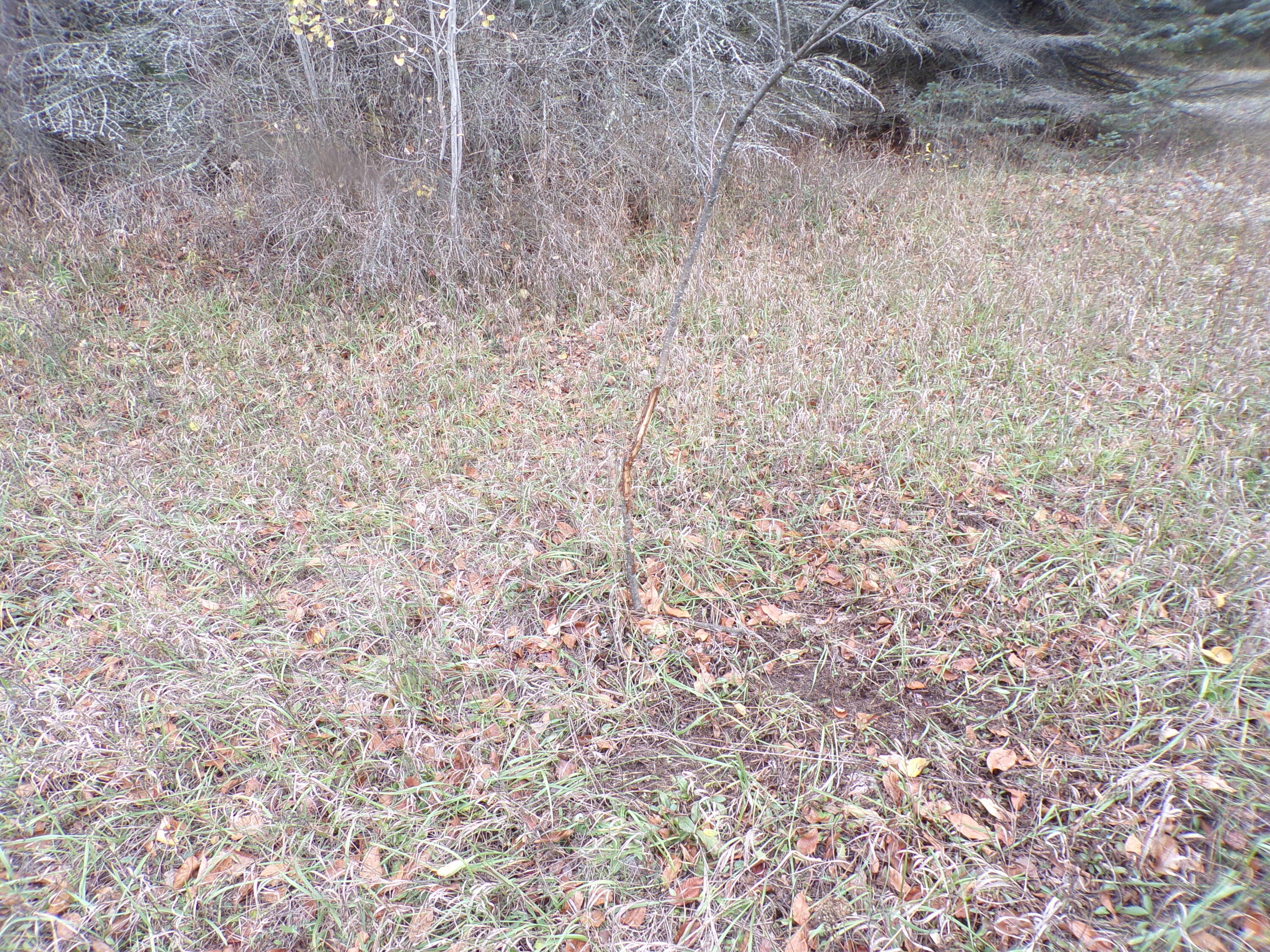 14355 Mallard Road Thompsonville, MI 49683 - Photo 12 of 14 deer sign