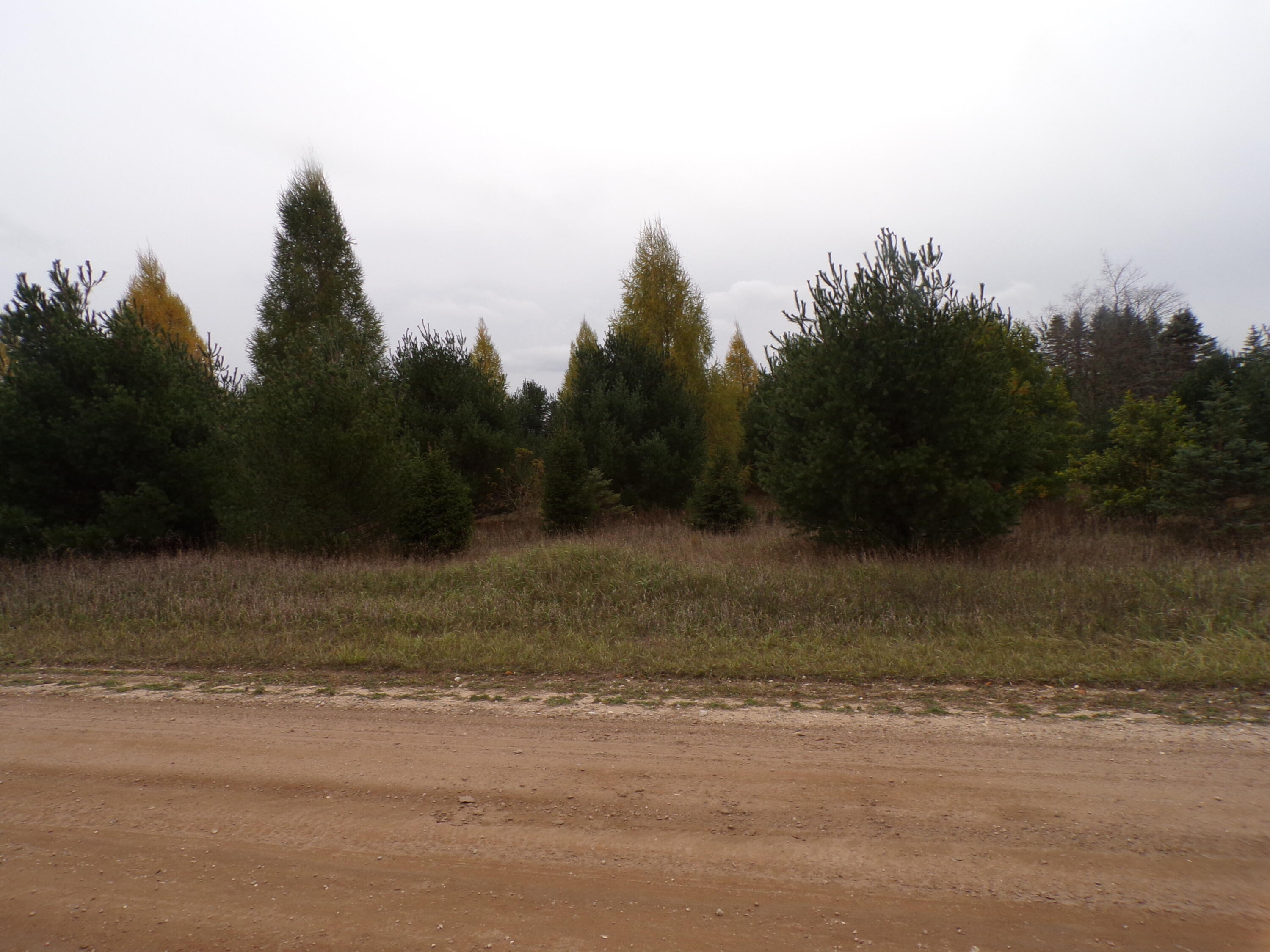 14355 Mallard Road Thompsonville, MI 49683 - Photo 3 of 14 another view from road