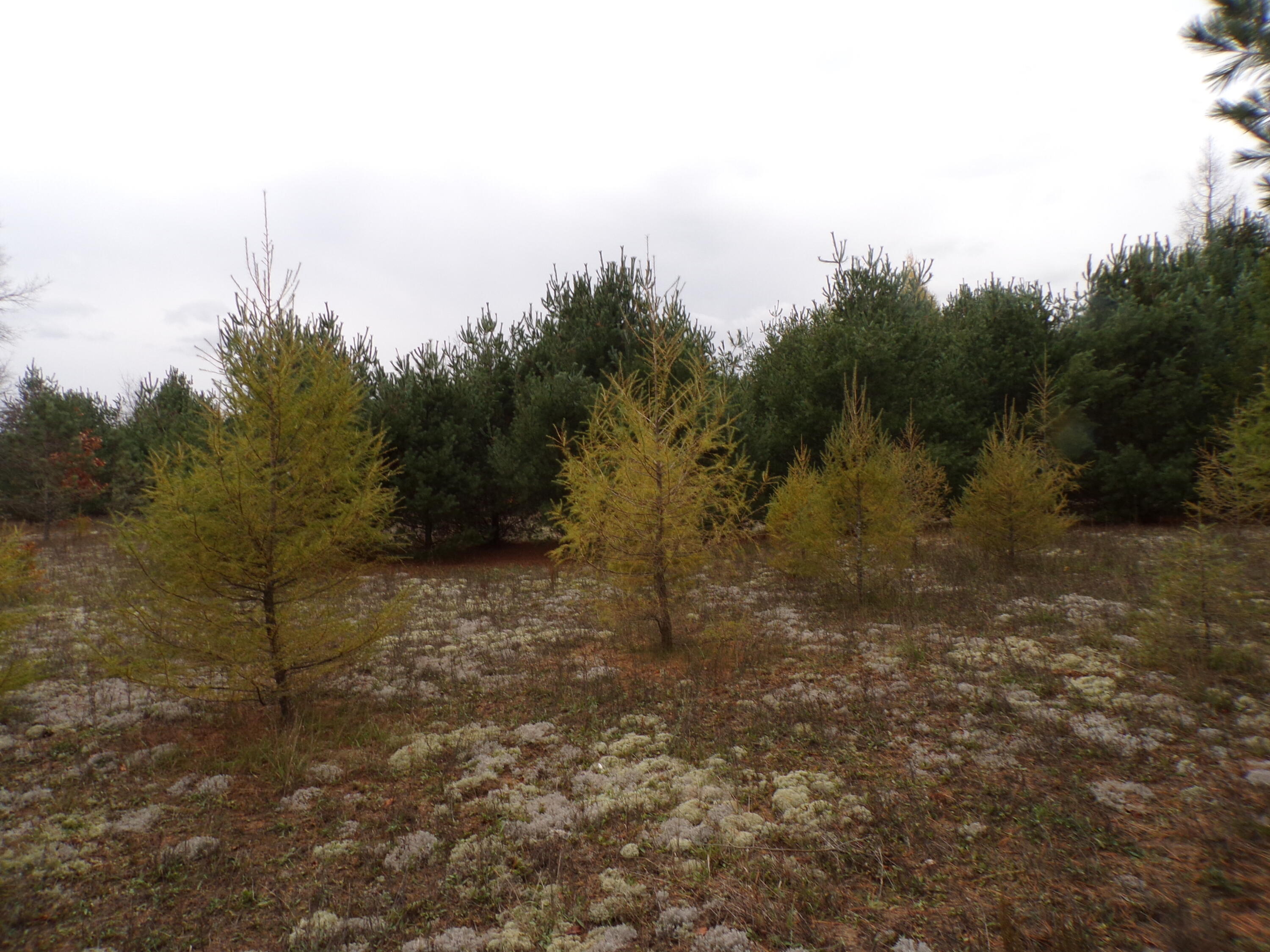 14355 Mallard Road Thompsonville, MI 49683 - Photo 5 of 14 open spots for building