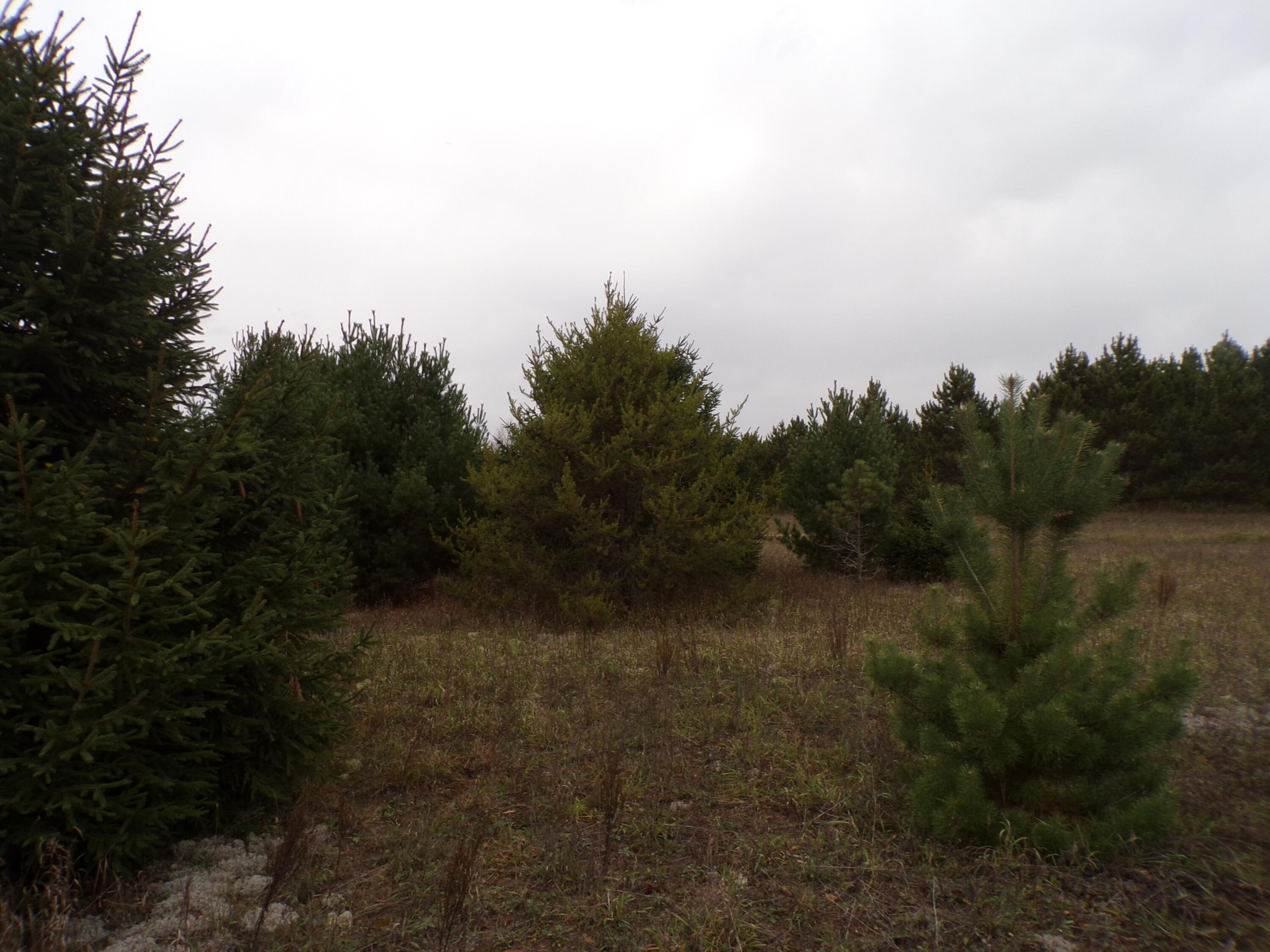 14355 Mallard Road Thompsonville, MI 49683 - Photo 6 of 14 differing species of pine