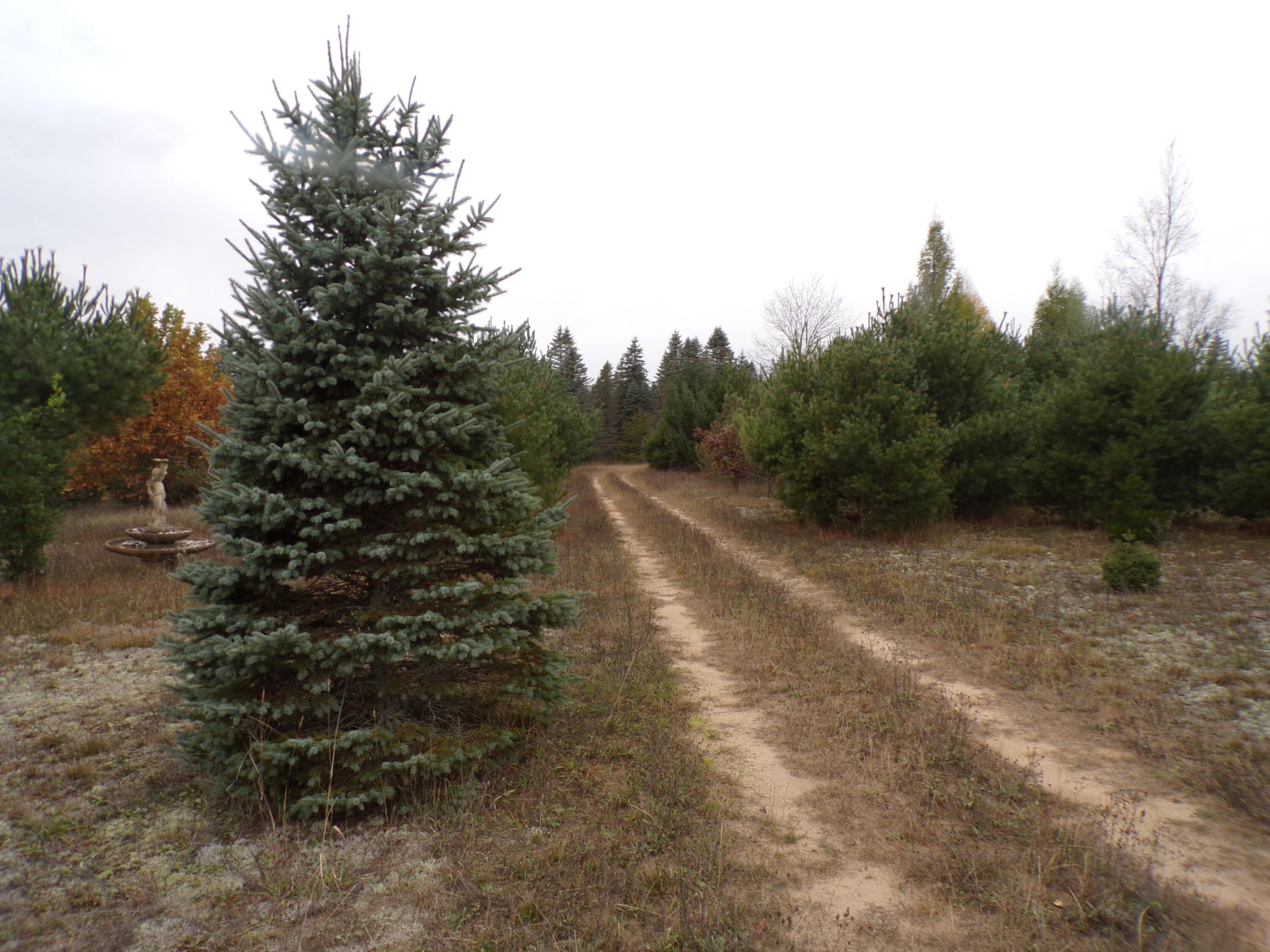 14355 Mallard Road Thompsonville, MI 49683 - Photo 7 of 14 nice two track for driveway