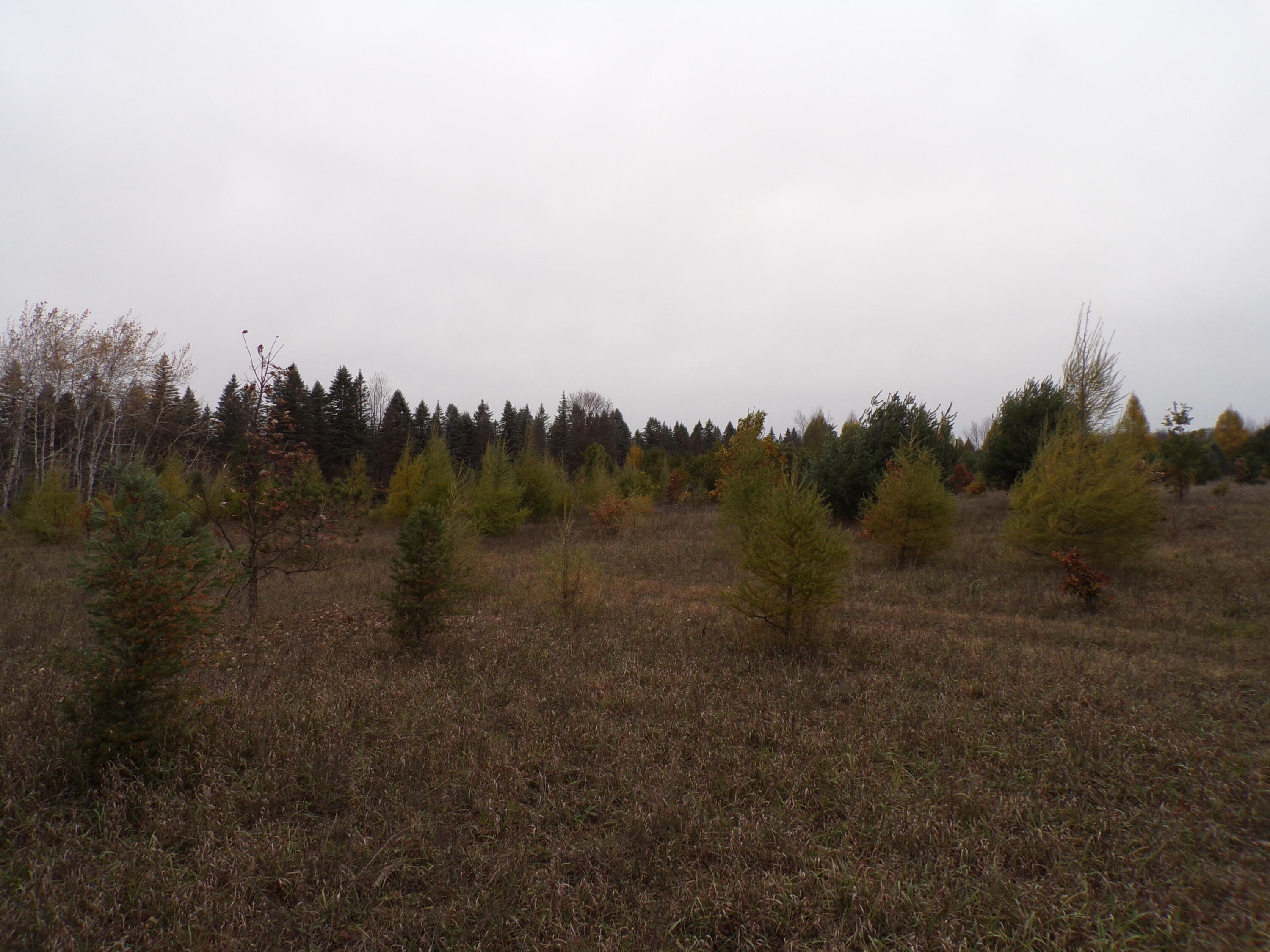 14355 Mallard Road Thompsonville, MI 49683 - Photo 8 of 14 lots of young trees