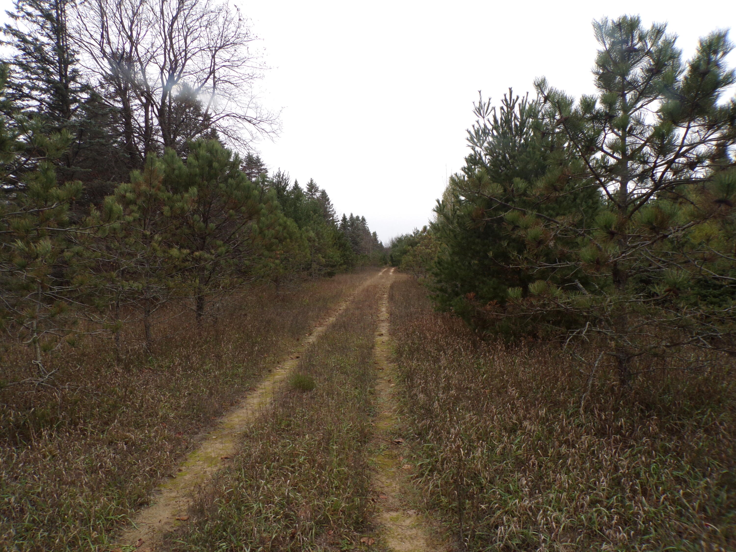 14355 Mallard Road Thompsonville, MI 49683 - Photo 9 of 14 second 2 trace running w to e