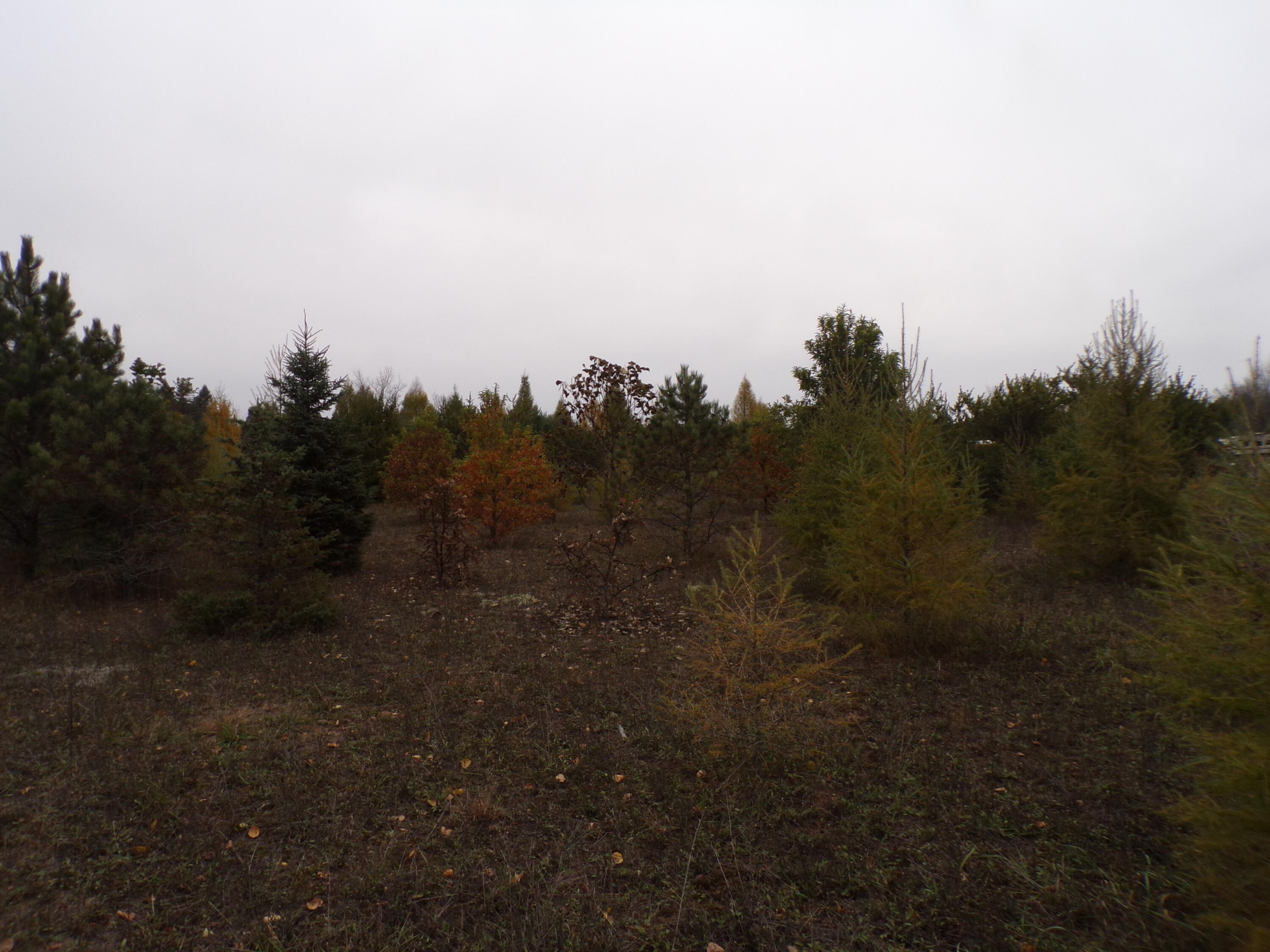 14355 Mallard Road Thompsonville, MI 49683 - Photo 10 of 14 nice young oak trees