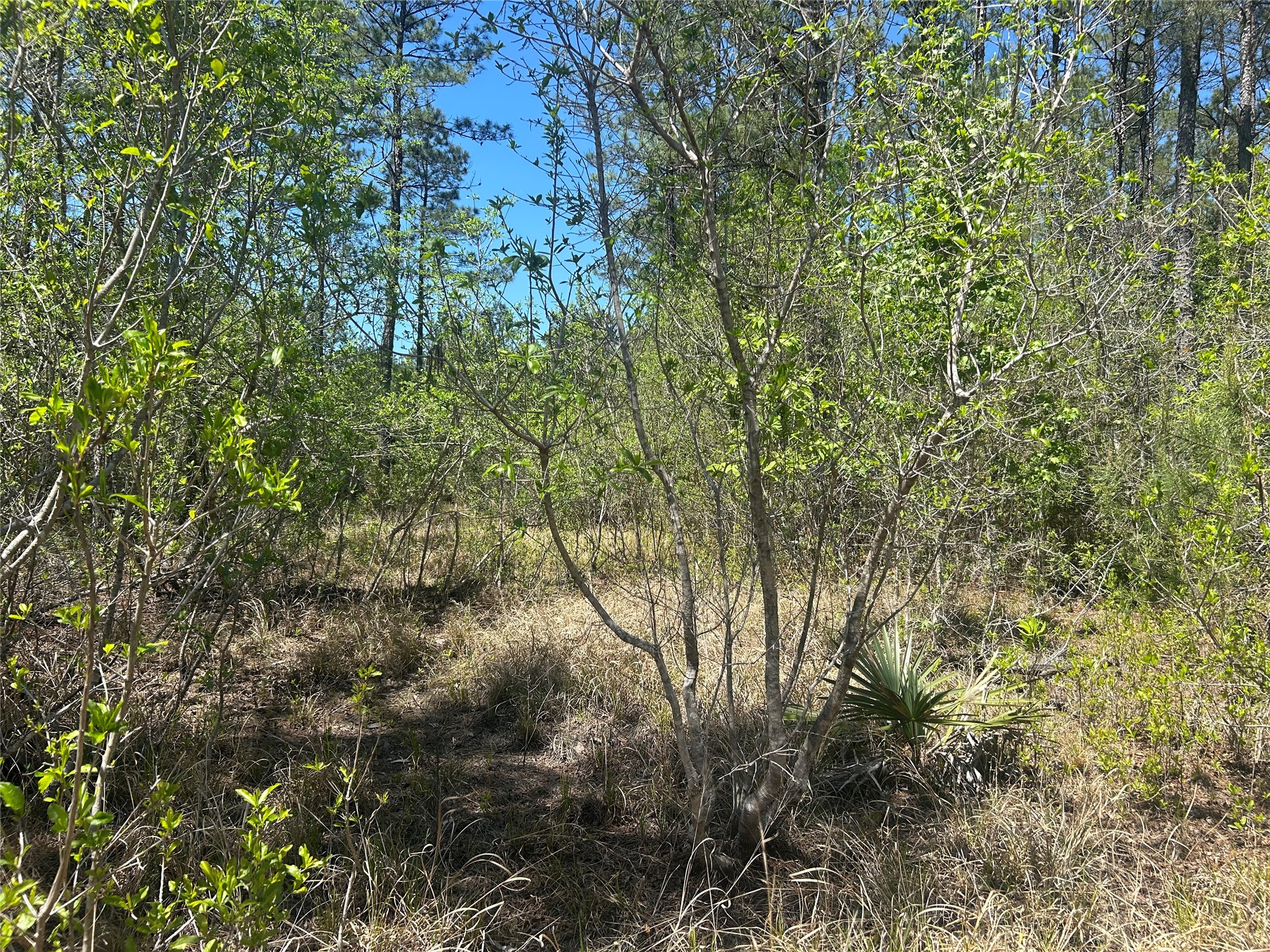 Lot 39 Carter Ranch Road Kountze, TX 77625 - Photo 3 of 13 a view of a yard with a tree