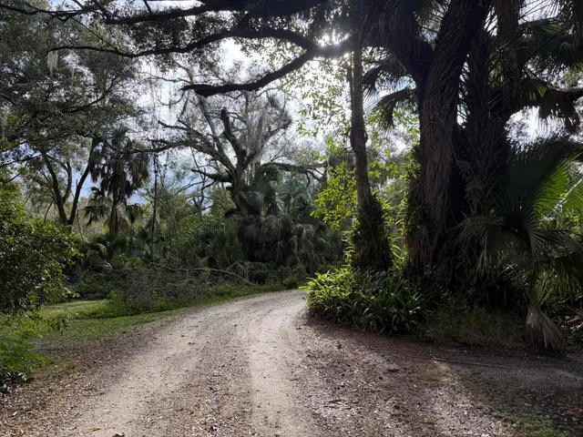 a view of a forest with trees
