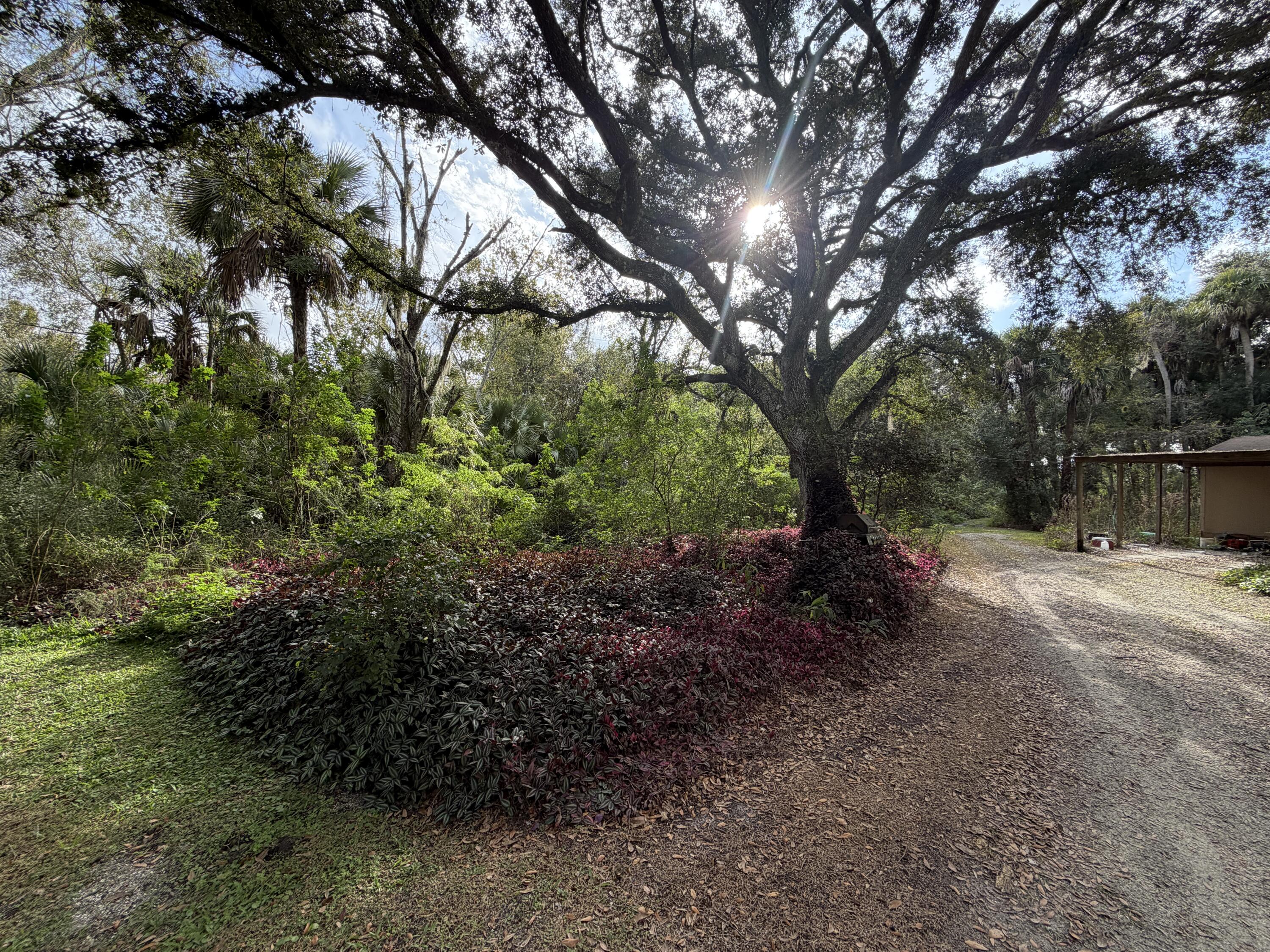 0 Undisclosed Okeechobee, FL 34972 - Photo 5 of 8 a view of a forest filled with trees