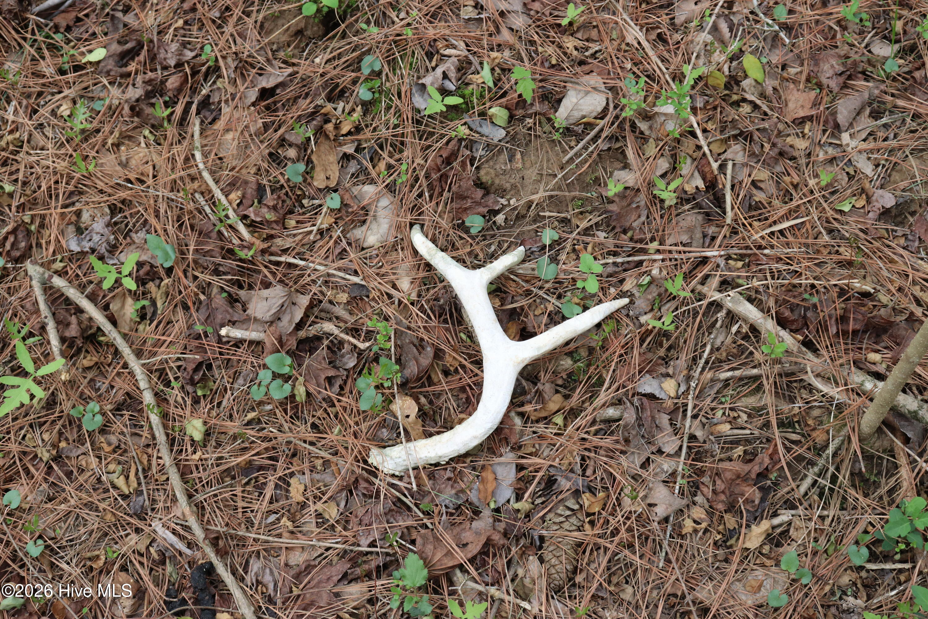0 Rawls Church Road Fuquay-Varina, NC 27526 - Photo 13 of 20 Deer antler shed