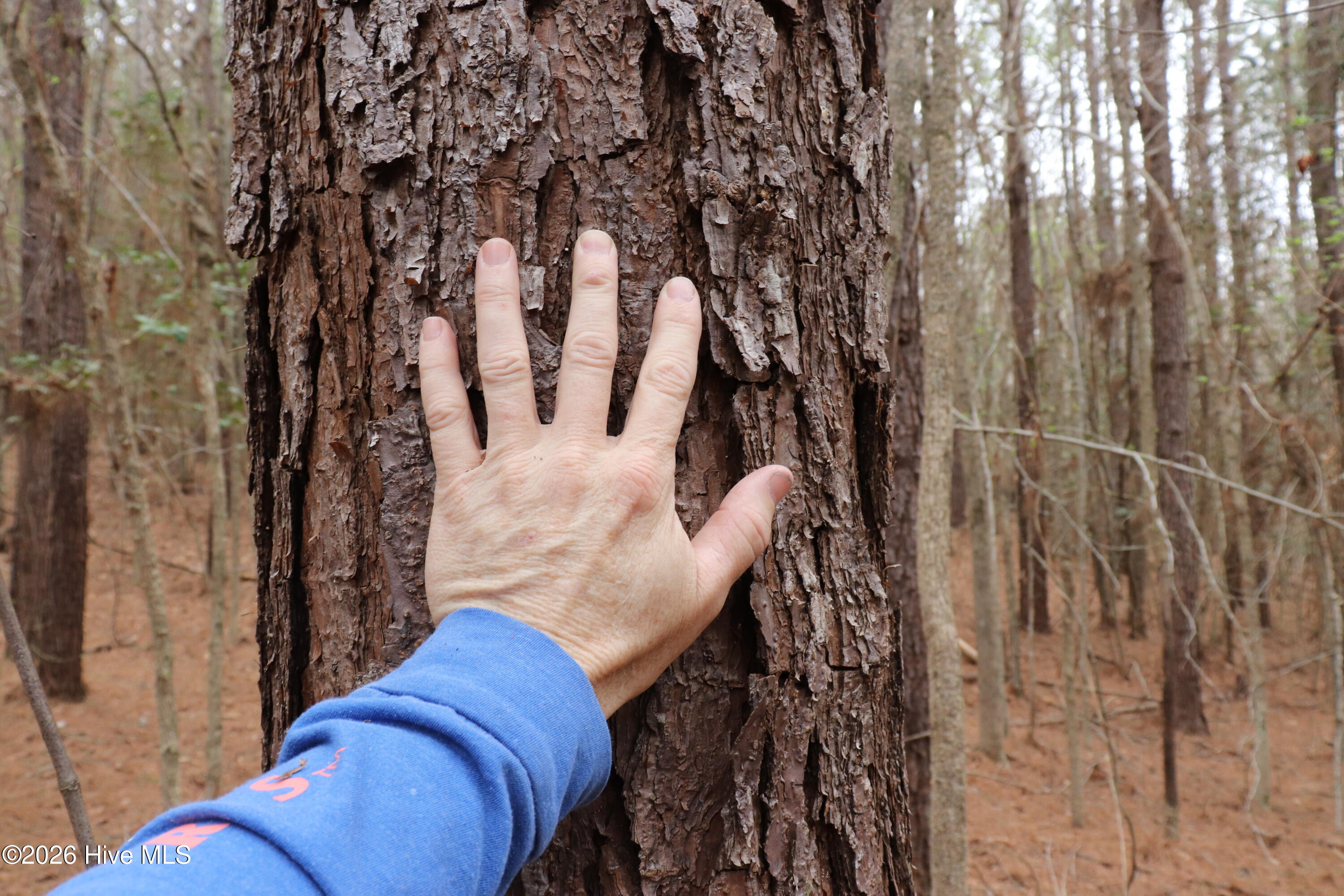 0 Rawls Church Road Fuquay-Varina, NC 27526 - Photo 6 of 20 18+ year old pines