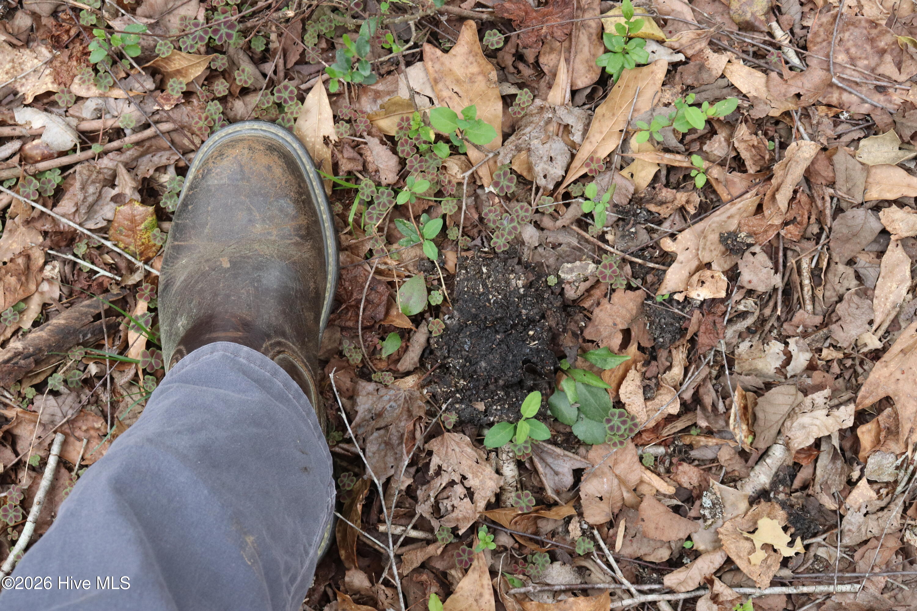 0 Rawls Church Road Fuquay-Varina, NC 27526 - Photo 7 of 20 Bear Scat