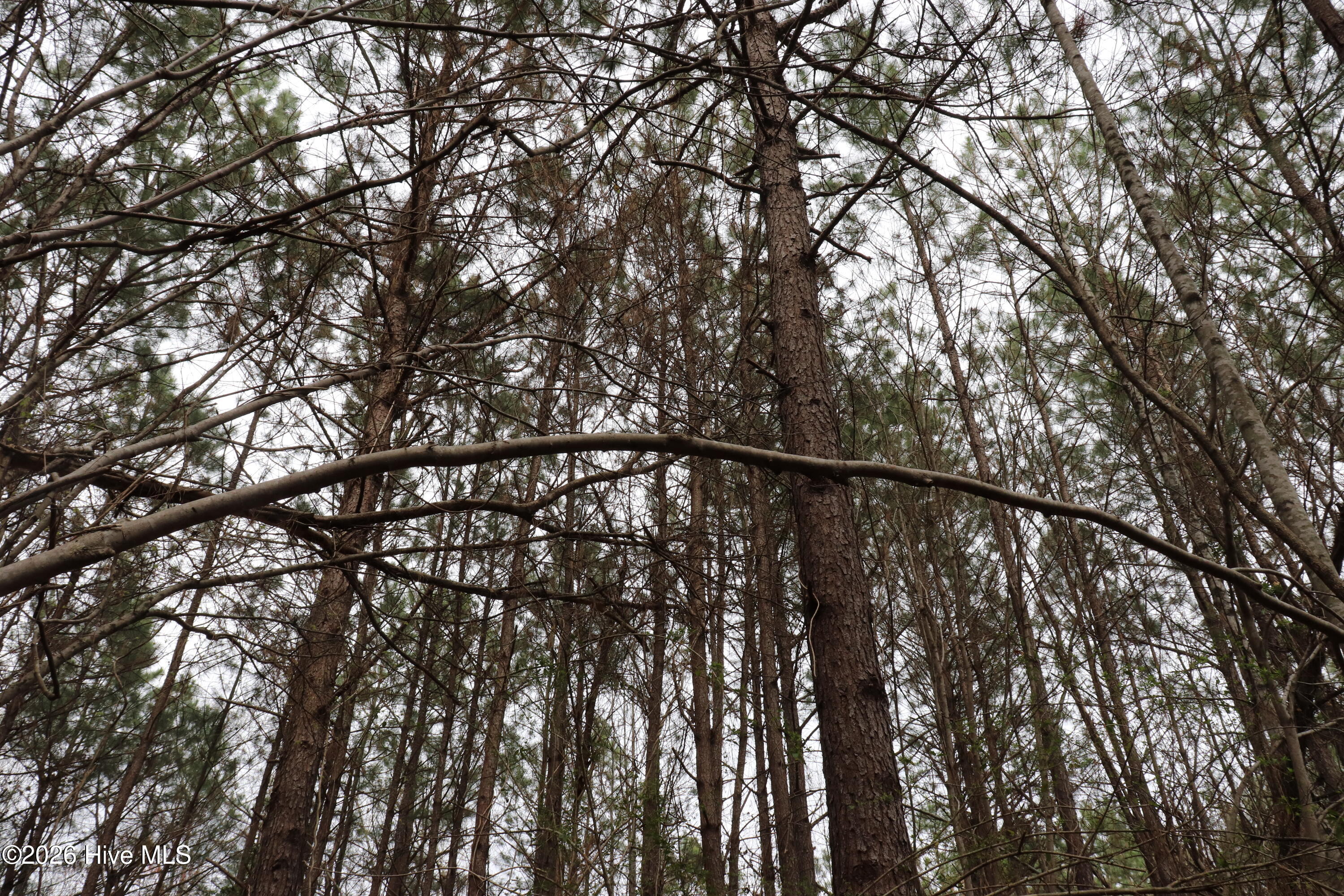 0 Rawls Church Road Fuquay-Varina, NC 27526 - Photo 10 of 20 18+ year old pines