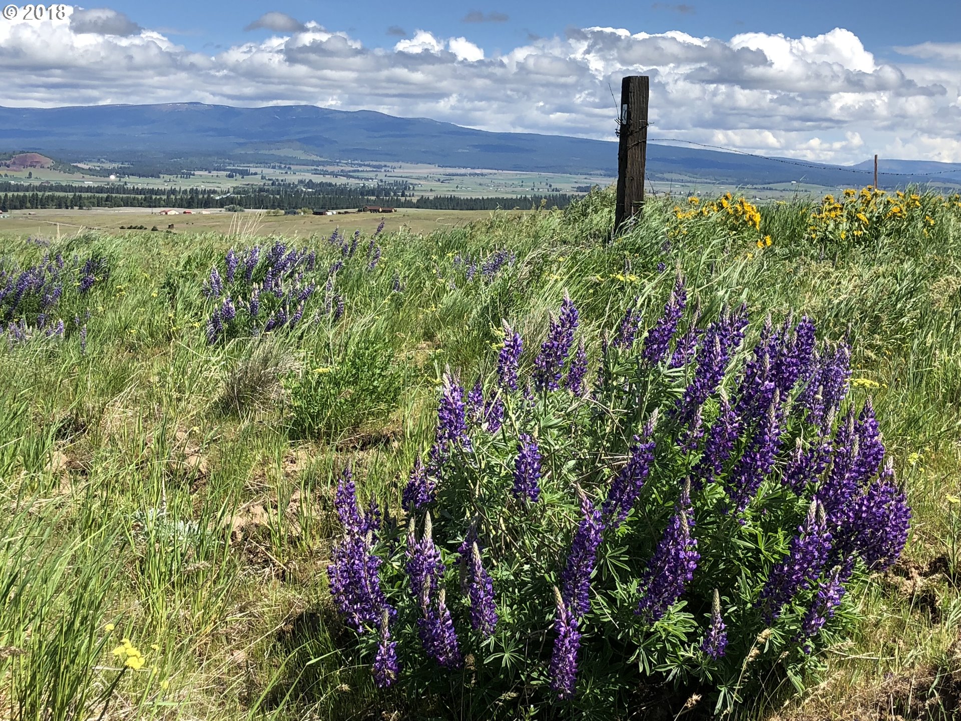 Festus Centerville, WA 98613 - Photo 3 of 17 a view of a bunch of flowers