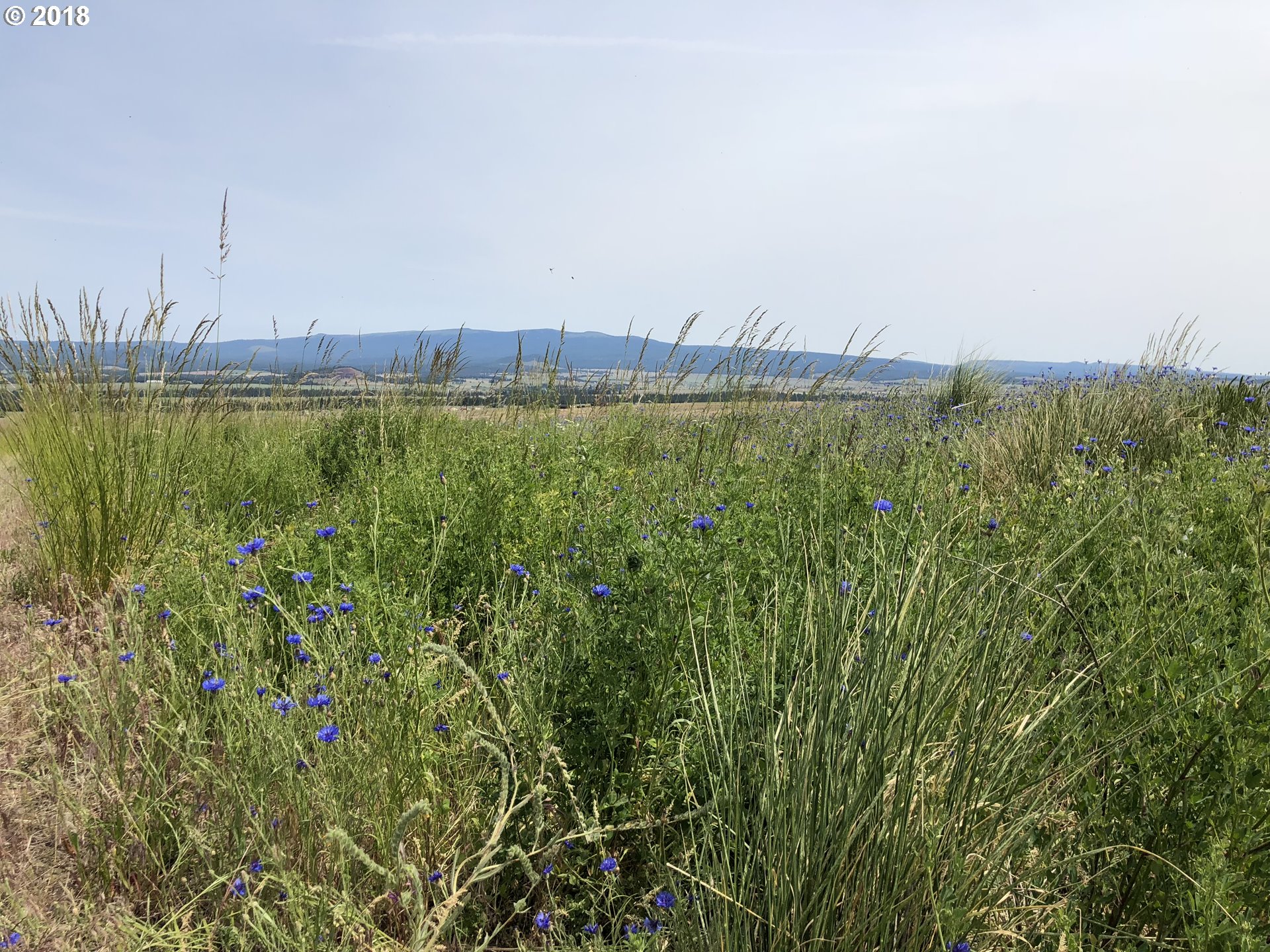 Festus Centerville, WA 98613 - Photo 5 of 17 a view of a green field with a lake view