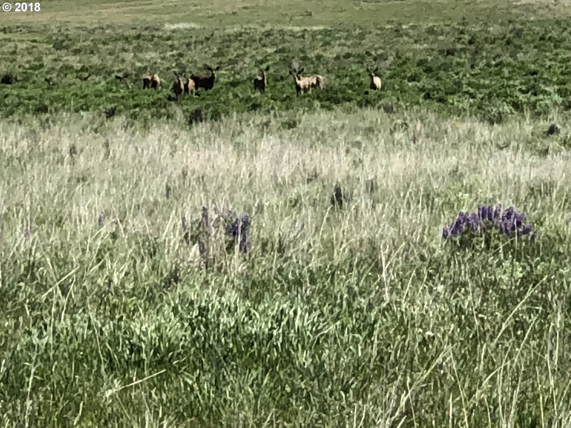Festus Centerville, WA 98613 - Photo 8 of 17 a view of a lush green field