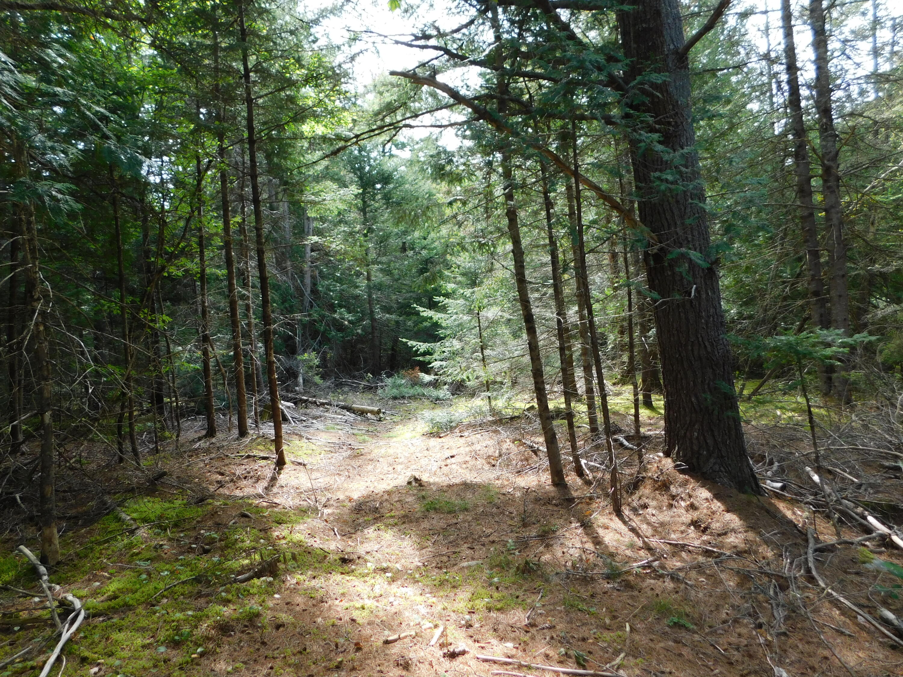 Xx Xx Harrison Road Dennysville, ME 04628 - Photo 5 of 23 DSCN0231