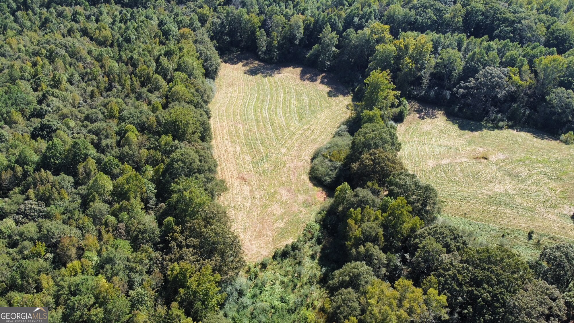 0 Anderson Thomas Road Martin, GA 30557 - Photo 5 of 9 a view of a yard with plants