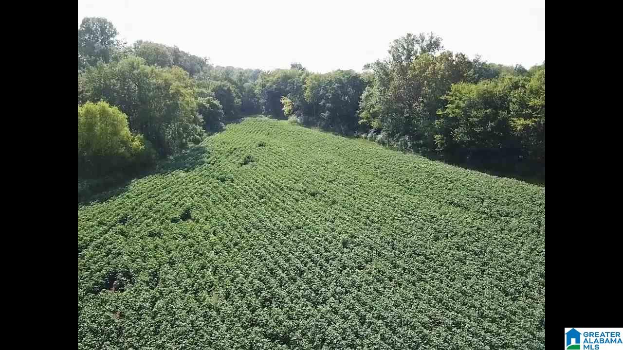 160 Strickland Lane Alpine, AL 35014 - Photo 8 of 50