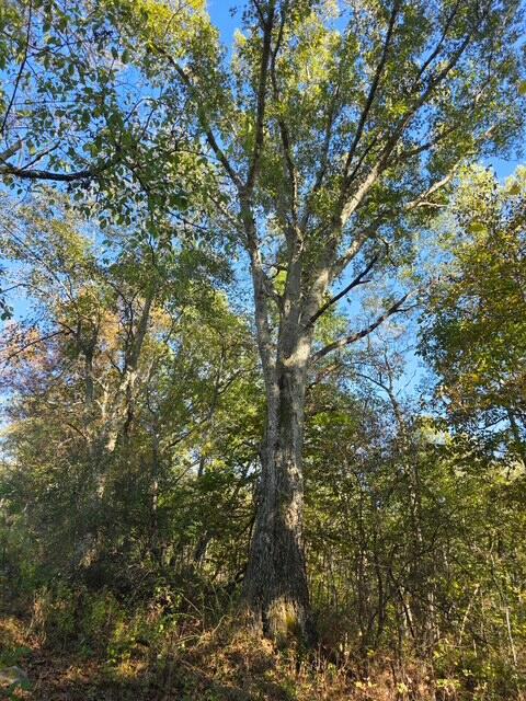 408 Mattox Road Falmouth, KY 41040 - Photo 23 of 28