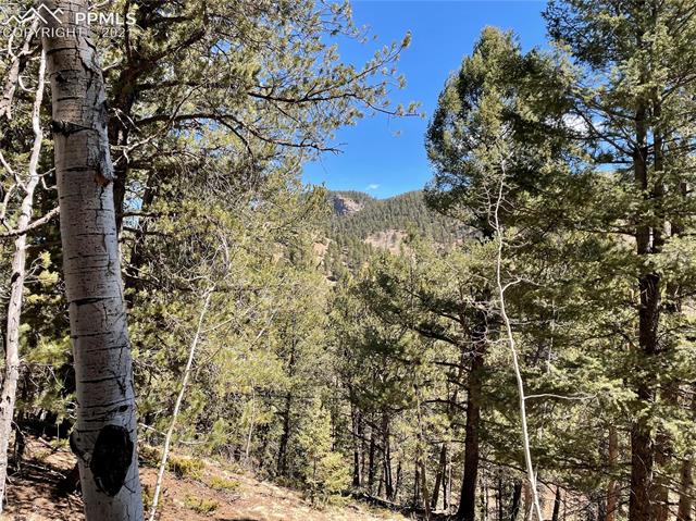 444 Timber Ridge Road Divide, CO 80814 - Photo 5 of 10