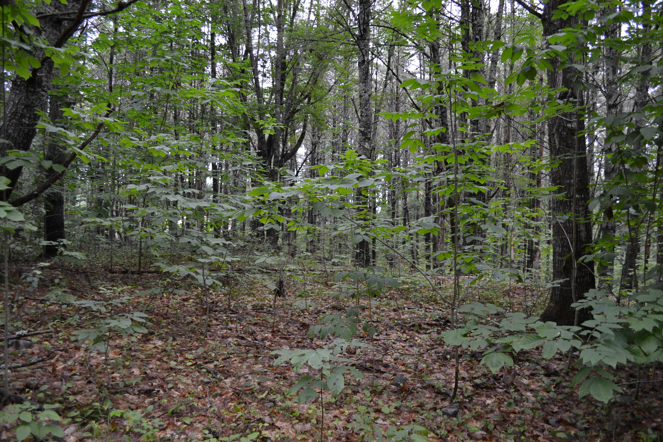 55 Brown Road Nobleboro, ME 04555 - Photo 4 of 5 DSC_0773