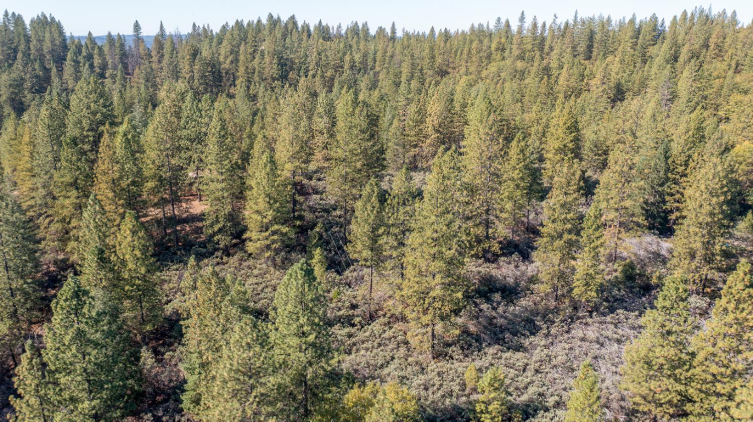 0 Old Loggers Lane Colfax, CA 95713 - Photo 6 of 8 a view of a forest with a house