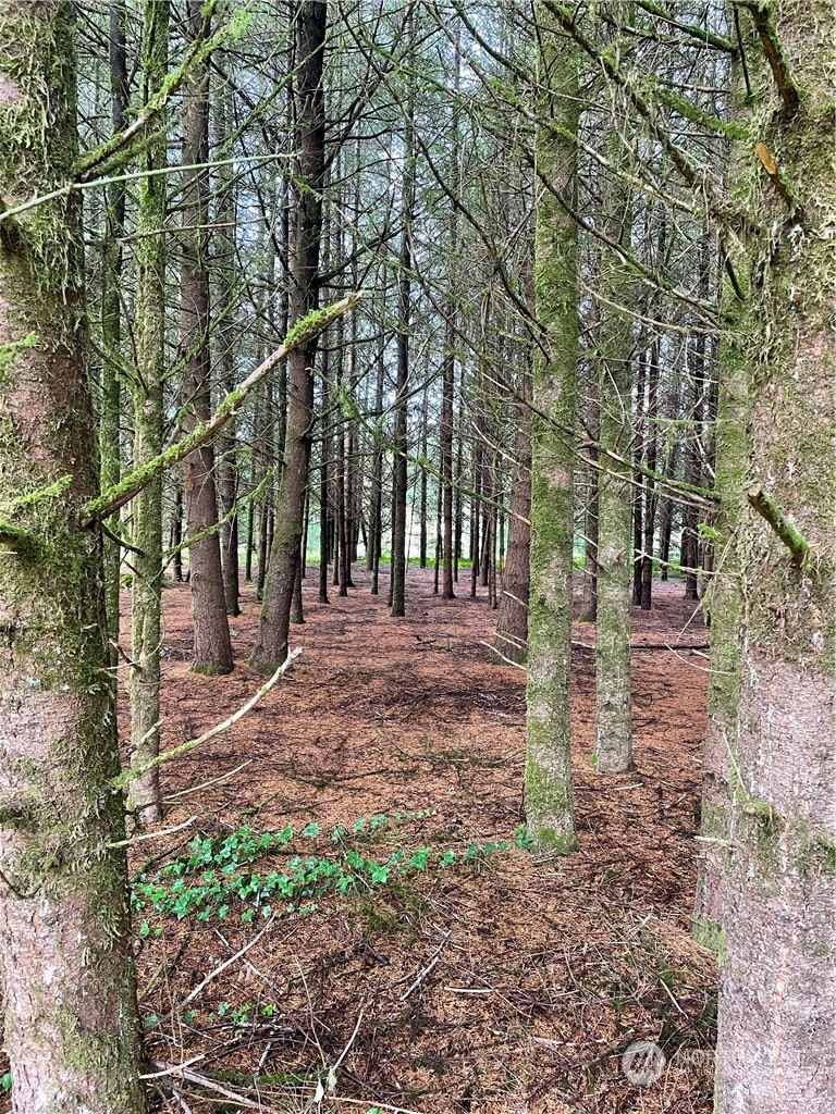 10711 Highway 12 Rochester, WA 98579 - Photo 10 of 10 a view of a park with large trees
