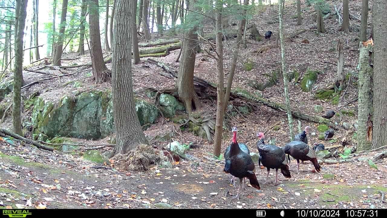 735 Highland Road Keeseville, NY 12944 - Photo 79 of 80 Wilson - Highlands Rd new - turkeys