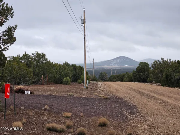 a view of a forest with trees