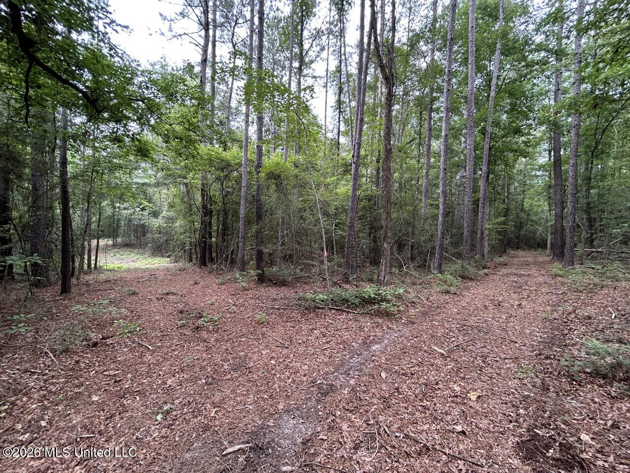 6643 Grange Hall Road Osyka, MS 39657 - Photo 13 of 39 IMG_4431 Large