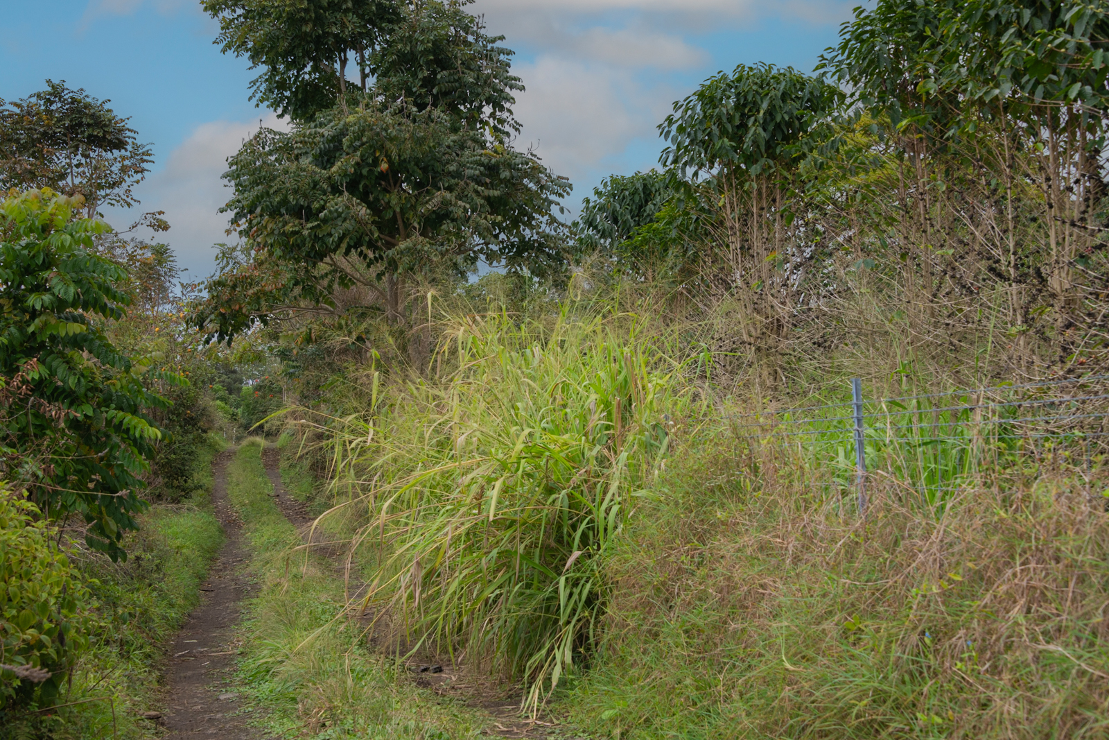 76-1302 Waiono Ranch Road, Unit 1 Holualoa, HI 96725 - Photo 11 of 16