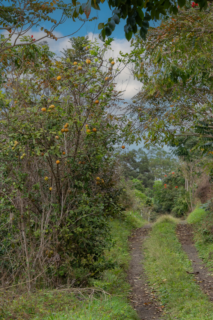 76-1302 Waiono Ranch Road, Unit 1 Holualoa, HI 96725 - Photo 12 of 16