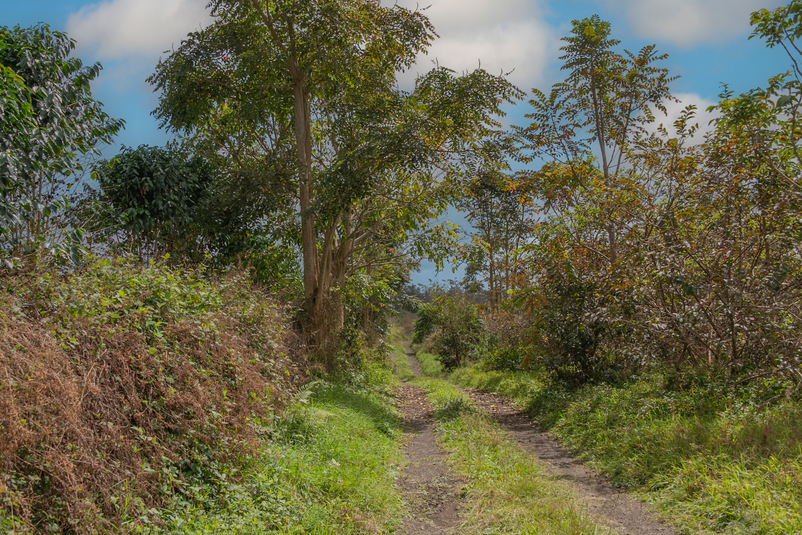 76-1302 Waiono Ranch Road, Unit 1 Holualoa, HI 96725 - Photo 7 of 16