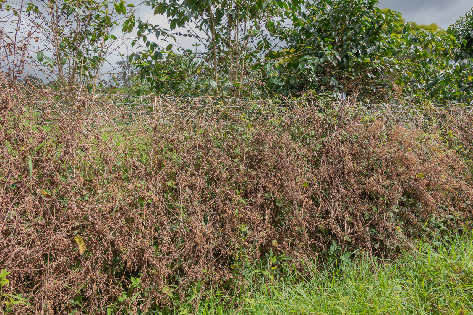 76-1302 Waiono Ranch Road, Unit 1 Holualoa, HI 96725 - Photo 8 of 16