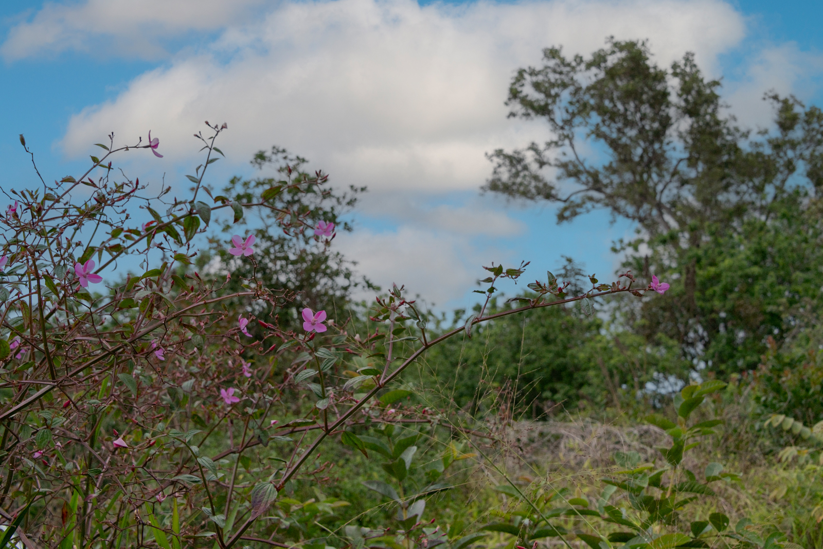 76-1302 Waiono Ranch Road, Unit 1 Holualoa, HI 96725 - Photo 10 of 16
