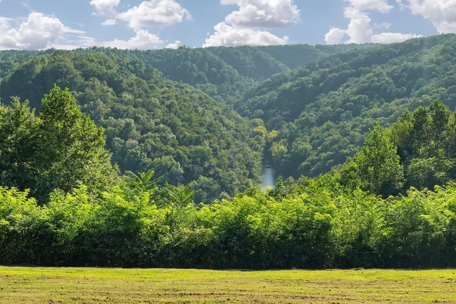 a view of under a large tree