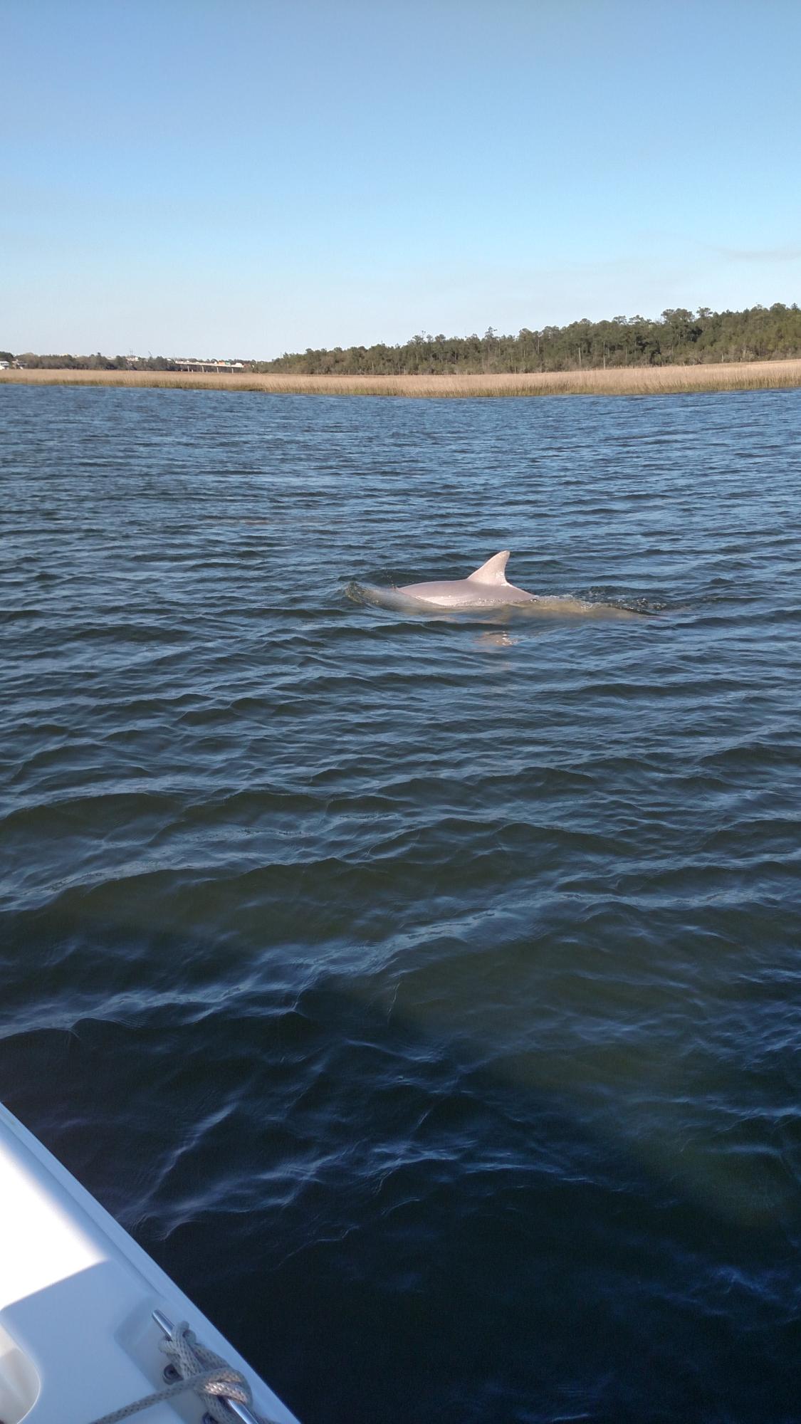 1592 Cranes Nest Road Mount Pleasant, SC 29466 - Photo 20 of 23 Dolphins